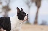 BOSTON TERRIER 386